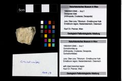 Foto (Objekt + Etikett) von Goniodromites sp.  (NHMW-GEO-1990-0041-2946)